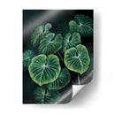 Planta Philodendron Gloriosum - Blanca Aurora | Cuadro decorativo de Canvas Lab