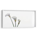 Alcatraces - Paulo Ávila | Cuadro decorativo de Canvas Lab