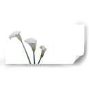 Alcatraces - Paulo Ávila | Cuadro decorativo de Canvas Lab