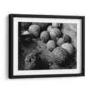 Chilacayotes - Paulo Ávila | Cuadro decorativo de Canvas Lab