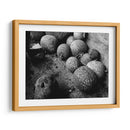 Chilacayotes - Paulo Ávila | Cuadro decorativo de Canvas Lab