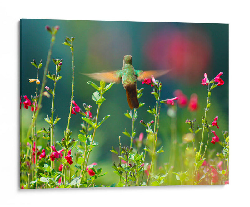 Huitzil - Paulo Ávila | Cuadro decorativo de Canvas Lab