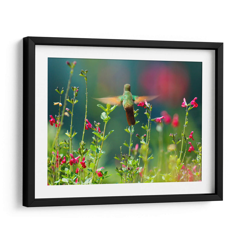 Huitzil - Paulo Ávila | Cuadro decorativo de Canvas Lab