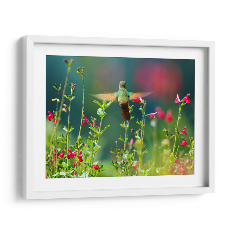 Huitzil - Paulo Ávila | Cuadro decorativo de Canvas Lab