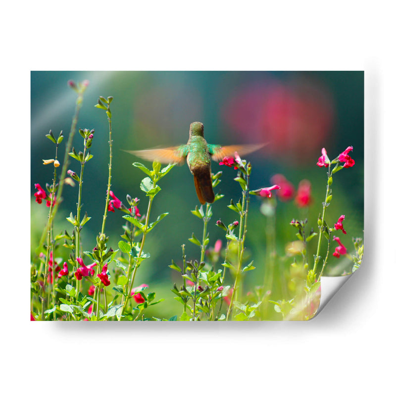 Huitzil - Paulo Ávila | Cuadro decorativo de Canvas Lab