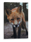 Un zorro curioso | Cuadro decorativo de Canvas Lab