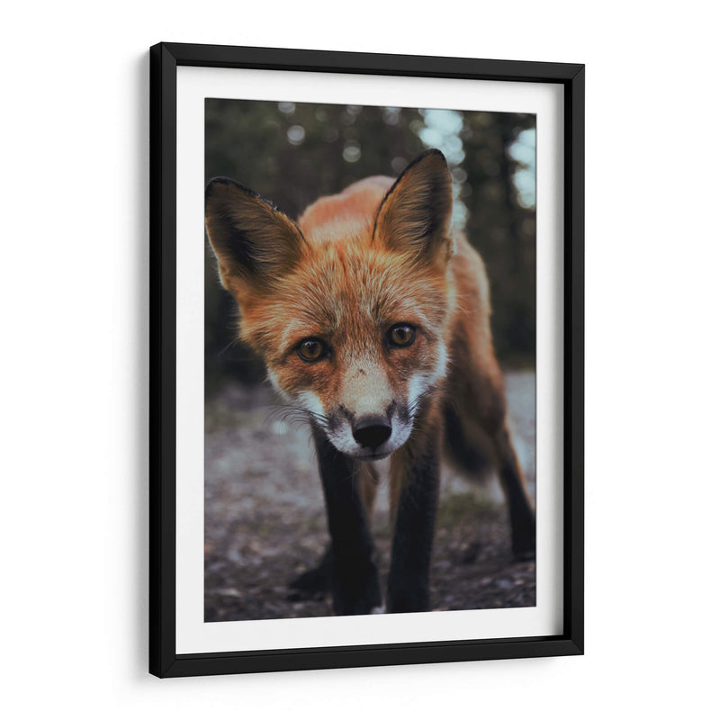 Un zorro curioso | Cuadro decorativo de Canvas Lab