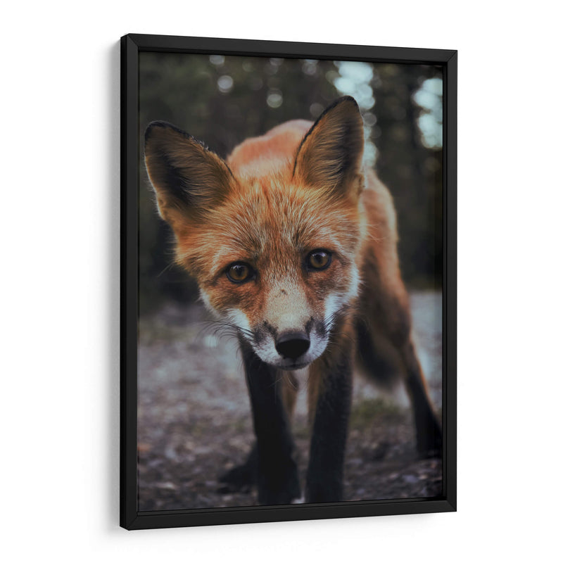 Un zorro curioso | Cuadro decorativo de Canvas Lab
