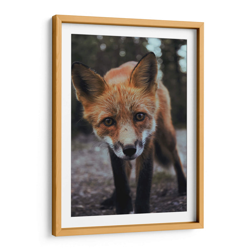 Un zorro curioso | Cuadro decorativo de Canvas Lab