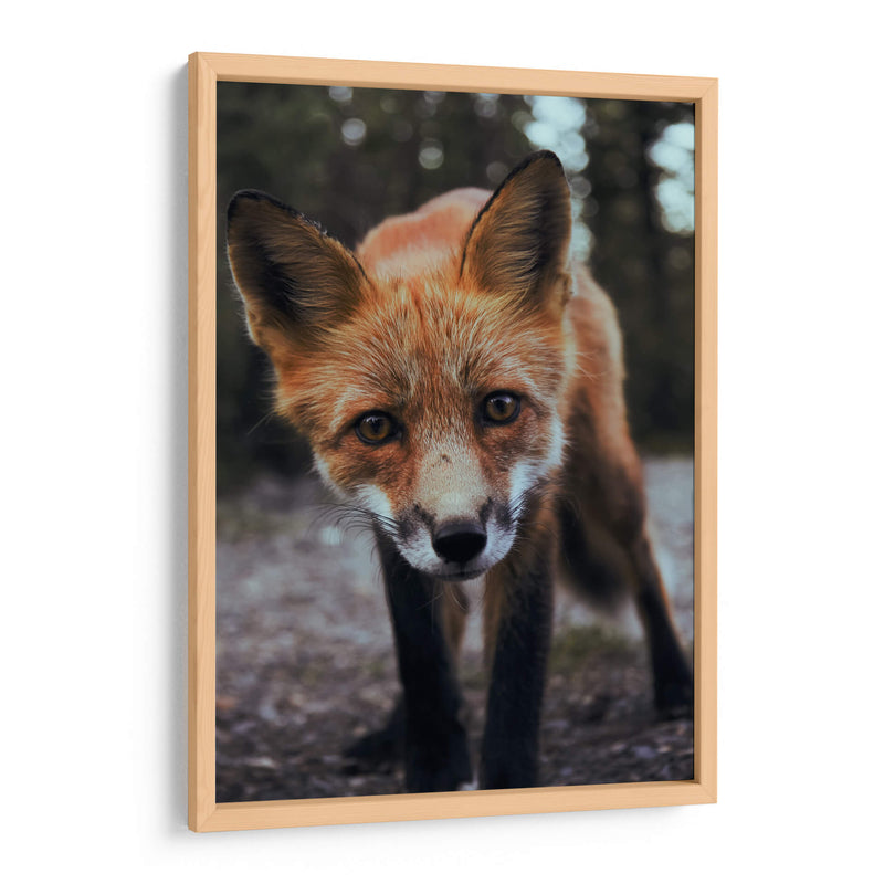 Un zorro curioso | Cuadro decorativo de Canvas Lab