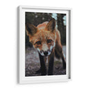 Un zorro curioso | Cuadro decorativo de Canvas Lab