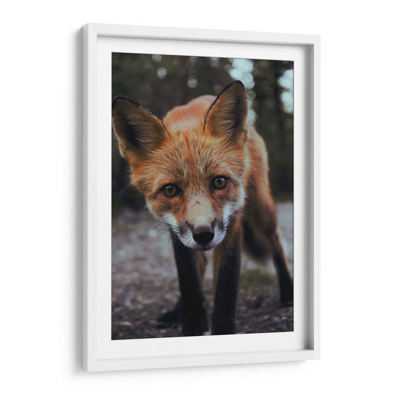 Un zorro curioso | Cuadro decorativo de Canvas Lab