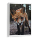 Un zorro curioso | Cuadro decorativo de Canvas Lab