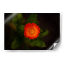 Sol floral - Alex Cerón | Cuadro decorativo de Canvas Lab