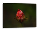 Rosa Quemada  - Alex Cerón | Cuadro decorativo de Canvas Lab