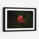 Rosa Quemada  - Alex Cerón | Cuadro decorativo de Canvas Lab