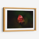 Rosa Quemada  - Alex Cerón | Cuadro decorativo de Canvas Lab