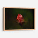 Rosa Quemada  - Alex Cerón | Cuadro decorativo de Canvas Lab