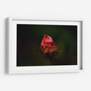 Rosa Quemada  - Alex Cerón | Cuadro decorativo de Canvas Lab