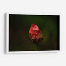 Rosa Quemada  - Alex Cerón | Cuadro decorativo de Canvas Lab