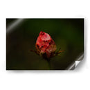 Rosa Quemada  - Alex Cerón | Cuadro decorativo de Canvas Lab