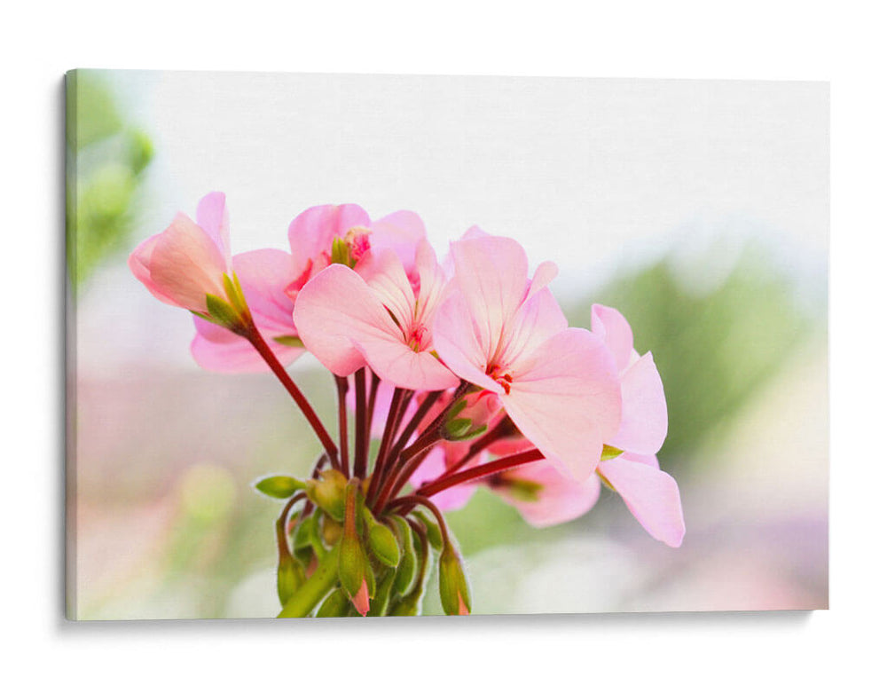 Flor de Alegría - Charl Deep | Cuadro decorativo de Canvas Lab