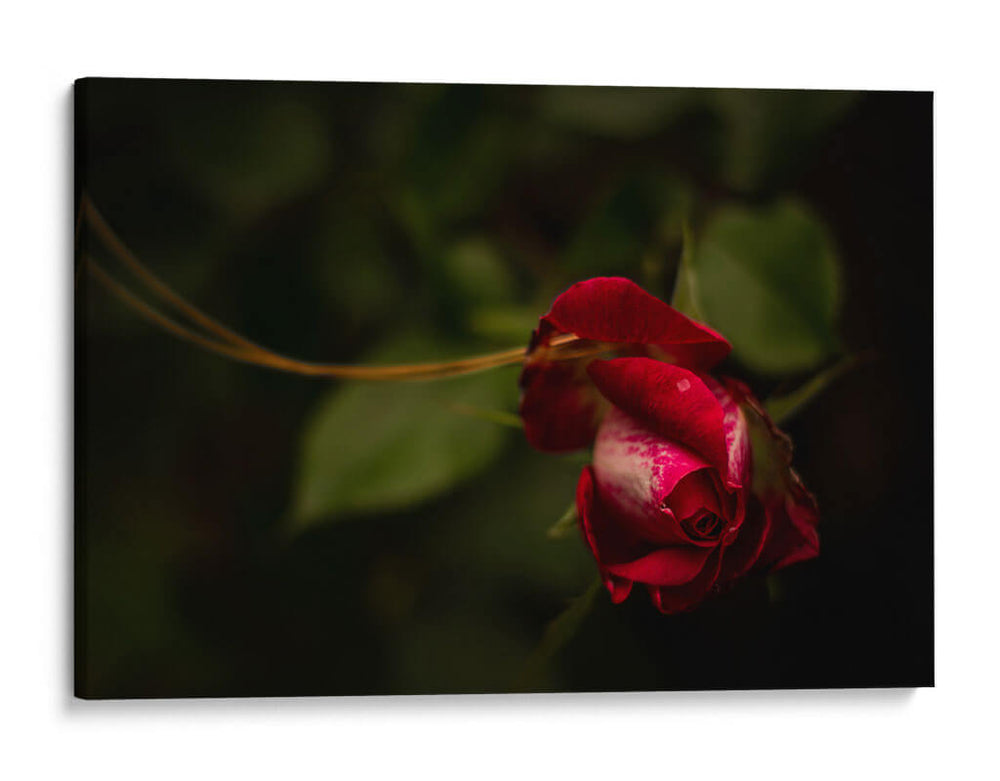 Espiral en Rosa - Alex Cerón | Cuadro decorativo de Canvas Lab