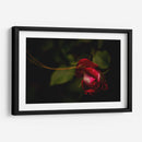 Espiral en Rosa - Alex Cerón | Cuadro decorativo de Canvas Lab