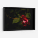 Espiral en Rosa - Alex Cerón | Cuadro decorativo de Canvas Lab