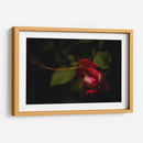 Espiral en Rosa - Alex Cerón | Cuadro decorativo de Canvas Lab