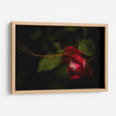 Espiral en Rosa - Alex Cerón | Cuadro decorativo de Canvas Lab