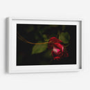 Espiral en Rosa - Alex Cerón | Cuadro decorativo de Canvas Lab