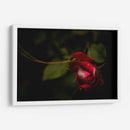 Espiral en Rosa - Alex Cerón | Cuadro decorativo de Canvas Lab