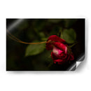 Espiral en Rosa - Alex Cerón | Cuadro decorativo de Canvas Lab