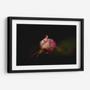 Rosalinda - Alex Cerón | Cuadro decorativo de Canvas Lab