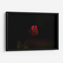Lágrima - Alex Cerón | Cuadro decorativo de Canvas Lab