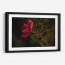 Bellas Hermanas - Alex Cerón | Cuadro decorativo de Canvas Lab