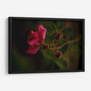 Bellas Hermanas - Alex Cerón | Cuadro decorativo de Canvas Lab