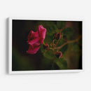 Bellas Hermanas - Alex Cerón | Cuadro decorativo de Canvas Lab