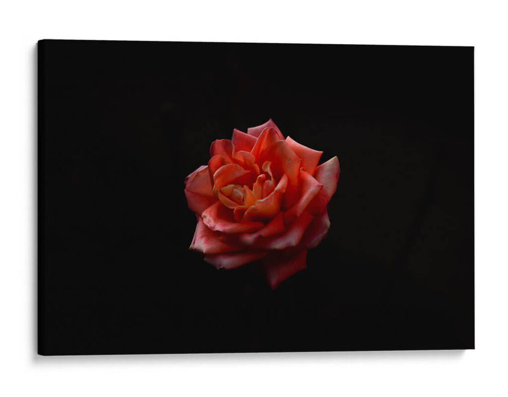 Alma Rosa - Alex Cerón | Cuadro decorativo de Canvas Lab