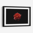 Alma Rosa - Alex Cerón | Cuadro decorativo de Canvas Lab