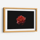 Alma Rosa - Alex Cerón | Cuadro decorativo de Canvas Lab