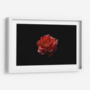 Alma Rosa - Alex Cerón | Cuadro decorativo de Canvas Lab