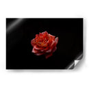 Alma Rosa - Alex Cerón | Cuadro decorativo de Canvas Lab