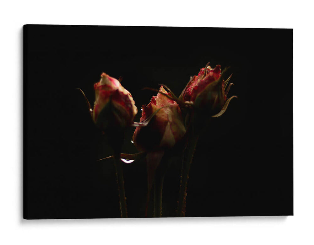 Luz y Sombras Rosas - Alex Cerón | Cuadro decorativo de Canvas Lab