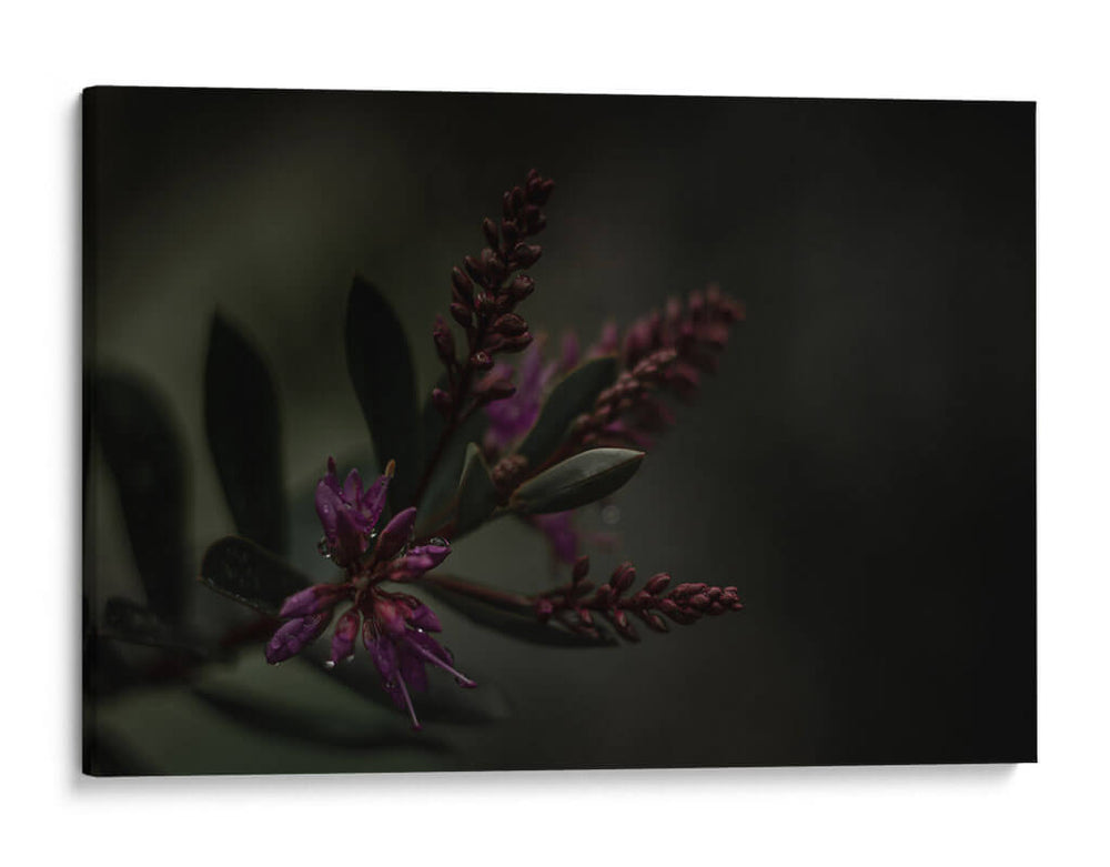 Lágrimas Moradas - Alex Cerón | Cuadro decorativo de Canvas Lab
