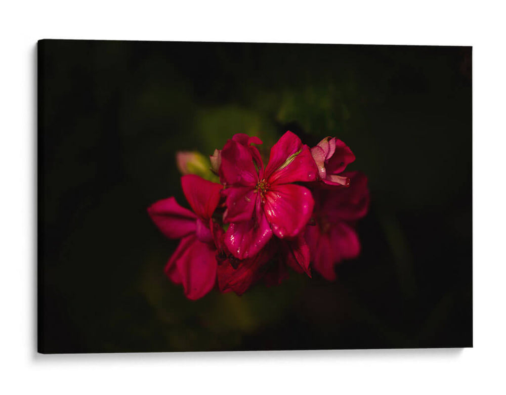 Flores al Amanecer - Alex Cerón | Cuadro decorativo de Canvas Lab