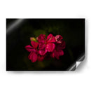 Flores al Amanecer - Alex Cerón | Cuadro decorativo de Canvas Lab