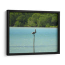 Pelícano - Hugo Segura | Cuadro decorativo de Canvas Lab