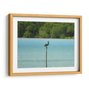 Pelícano - Hugo Segura | Cuadro decorativo de Canvas Lab